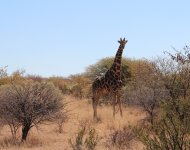 Namibie1